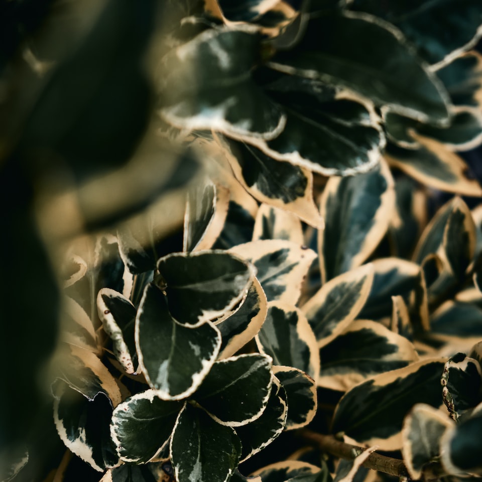 Błękitny zegarek Romanulux - obrazek 3