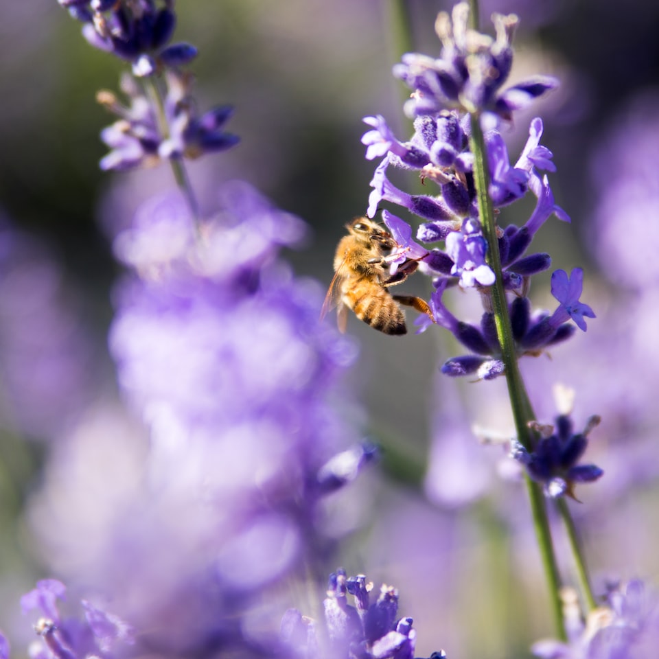 Soy Lavender Perl - obrazek 1