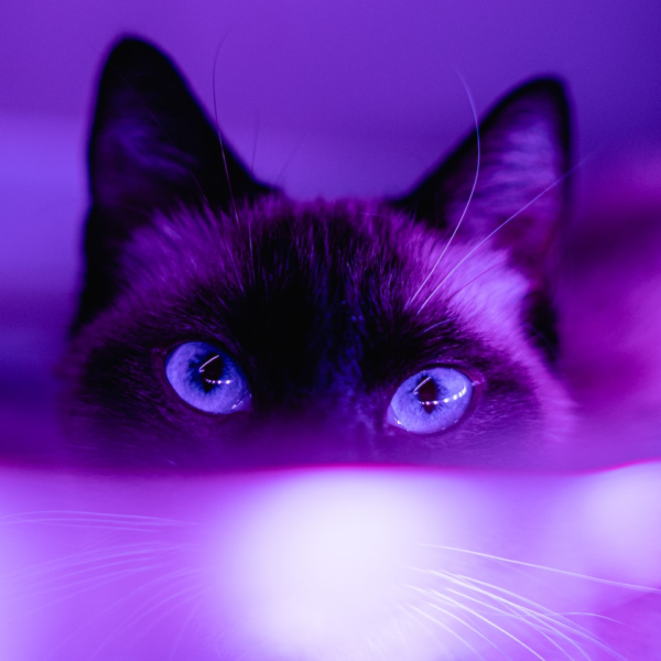 Water Purple Microwave