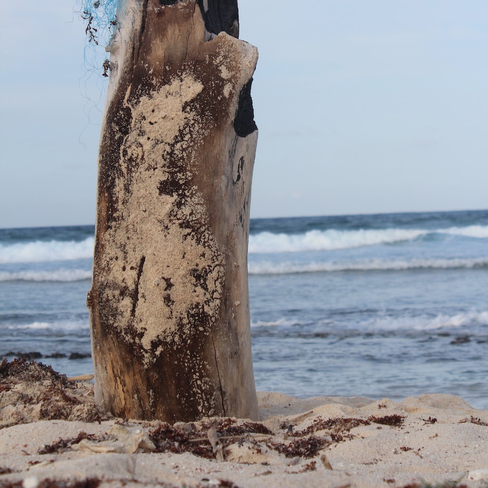 Pumpkin Plastic Wet - obrazek 1