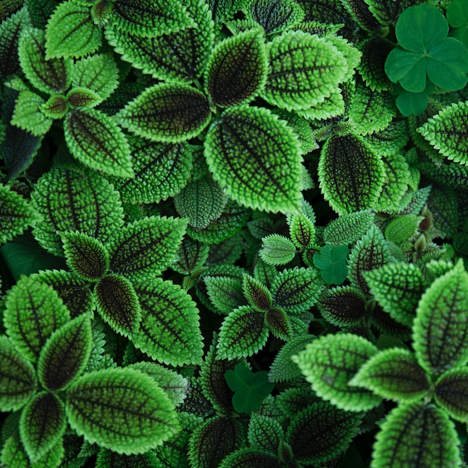 Green Juice - obrazek 1