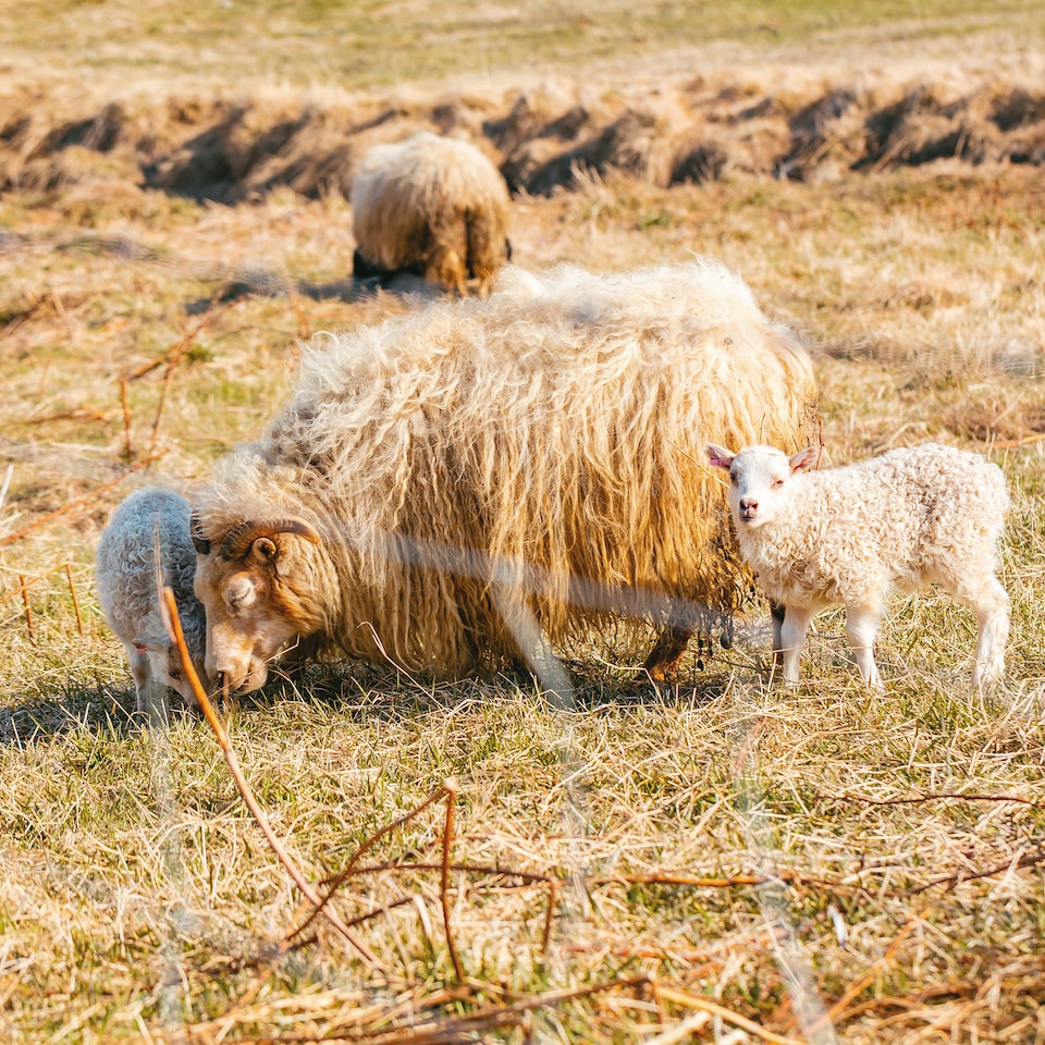 Kit Medium Lamb - obrazek 1