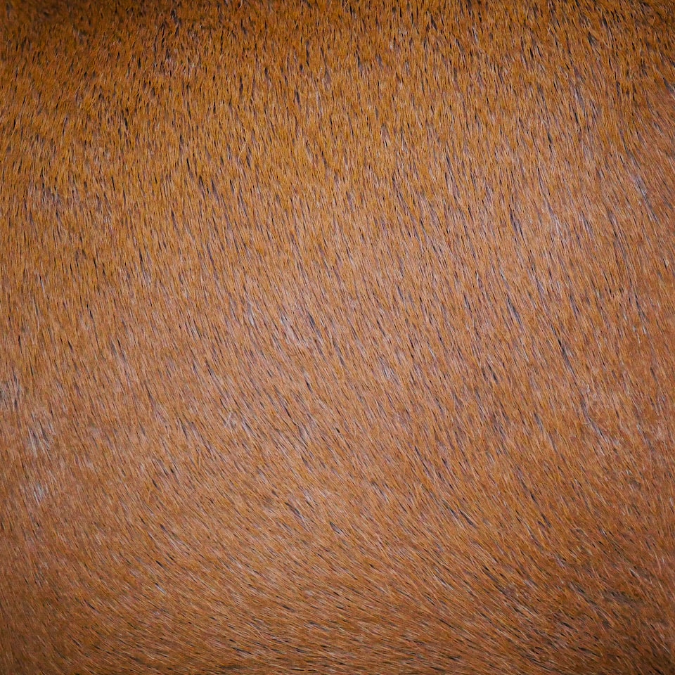 Silver Brown - obrazek 1