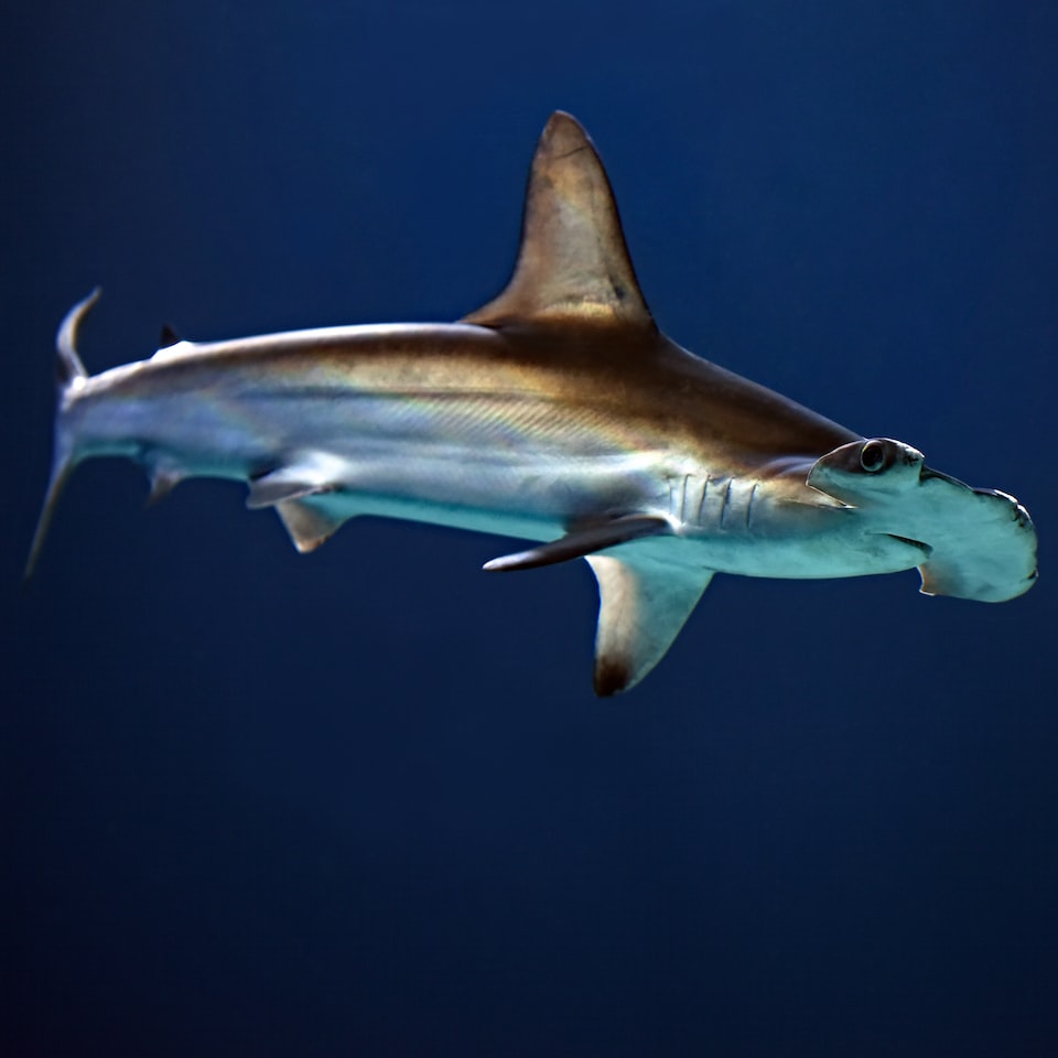 Fish Player - obrazek 1