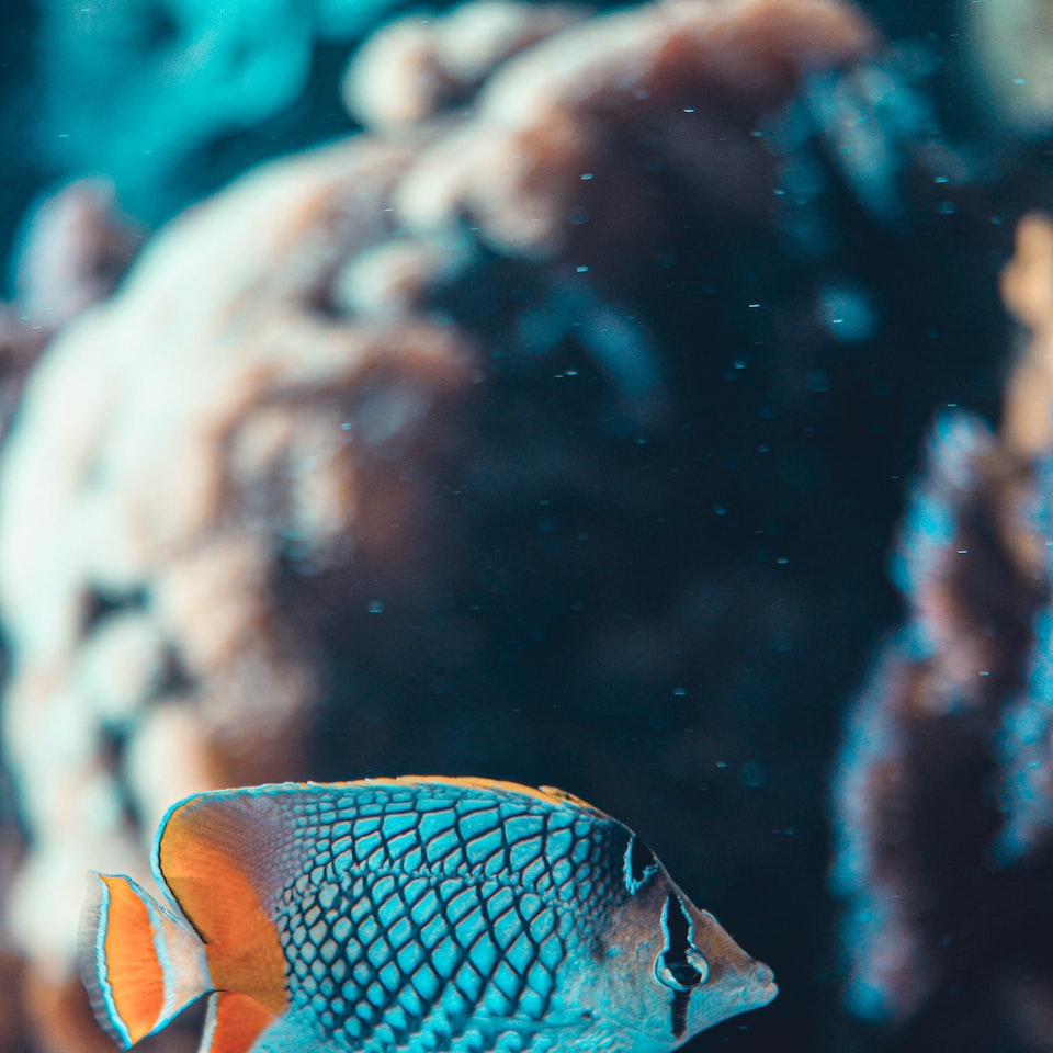 Fish Moustache - obrazek 1