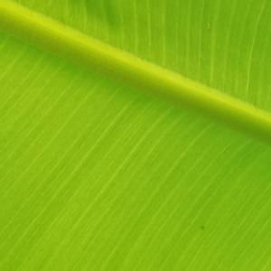 Silver Green Pumpkin
