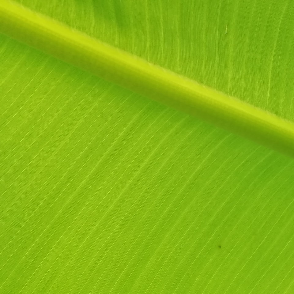 Silver Green Pumpkin - obrazek 1