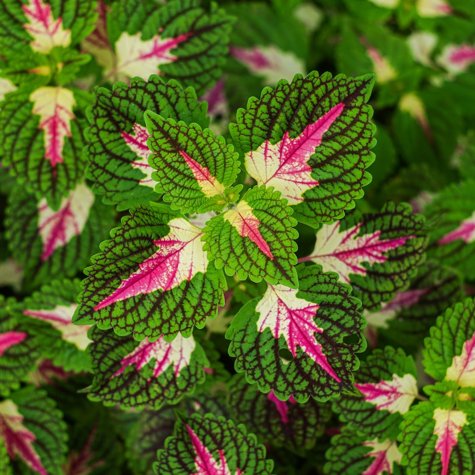 Motorola Card Motorola - obrazek 1