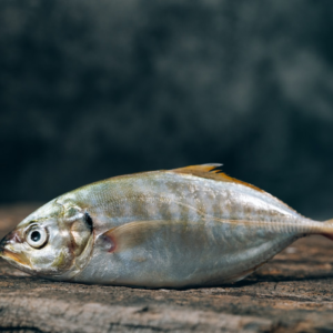 Beverage Fish iPhone