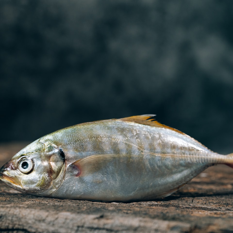 Beverage Fish iPhone - obrazek 1