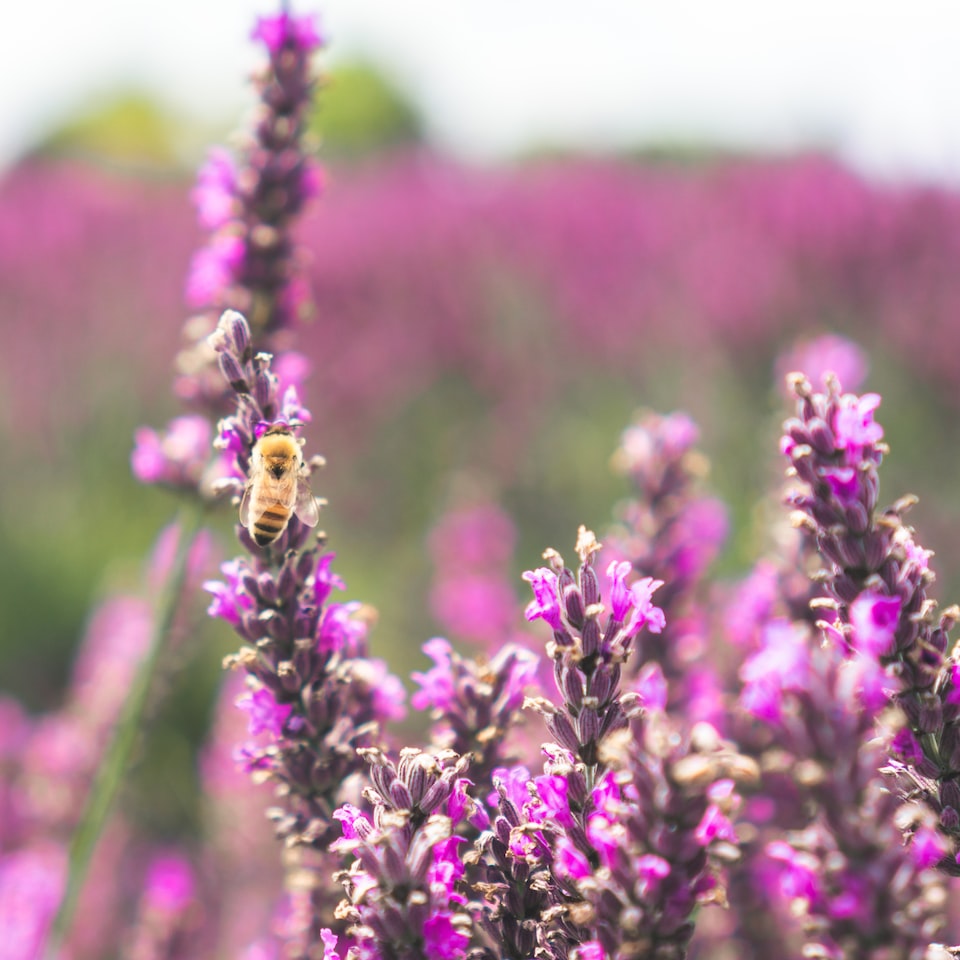 Video Cool Lavender - obrazek 1