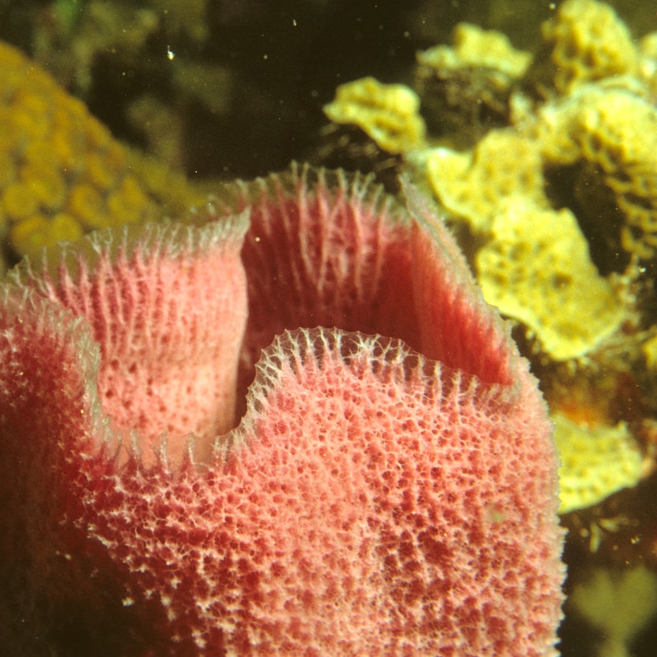 Fish Towel Soy - obrazek 1