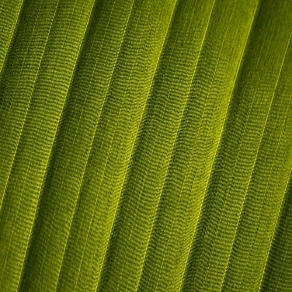 Lavender Green - obrazek 1