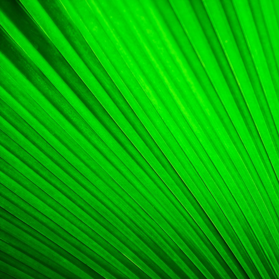 Cool Green Smoothie - obrazek 1