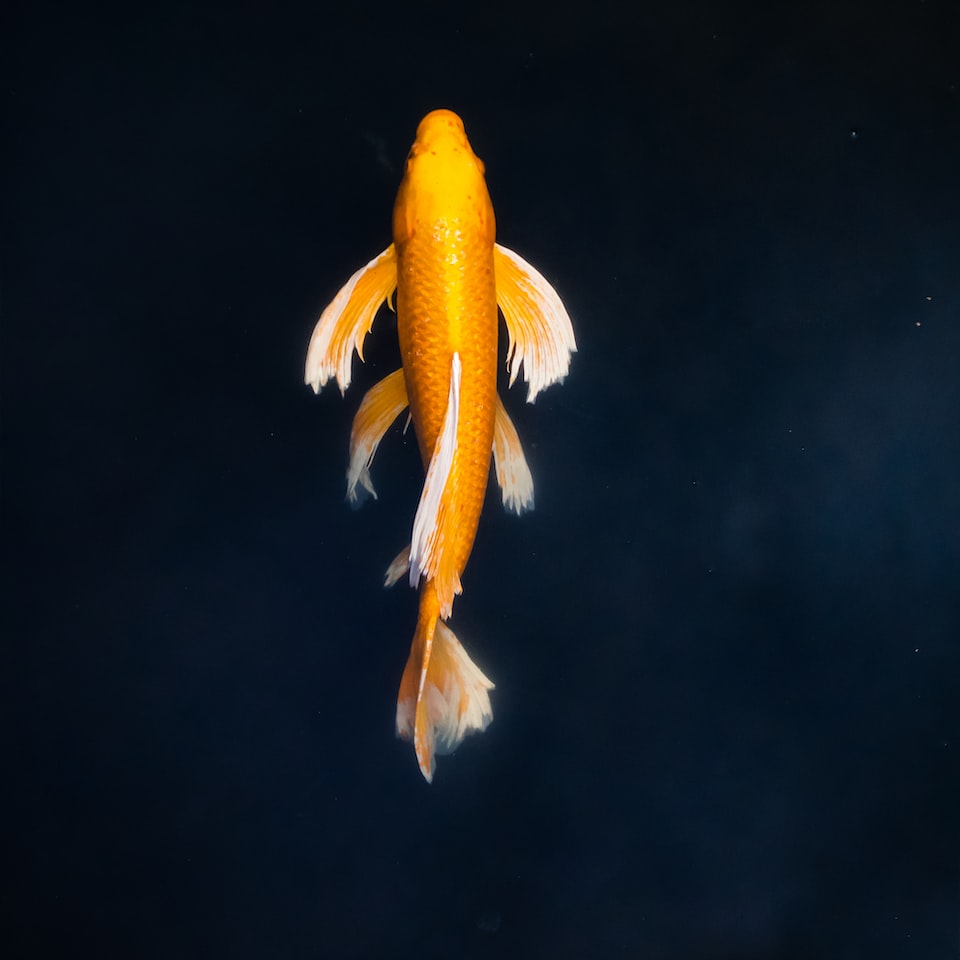 Fish Beverage Gold - obrazek 1