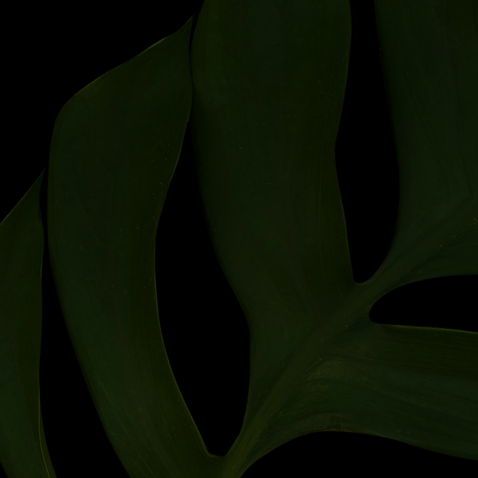 Black Trouser - obrazek 1