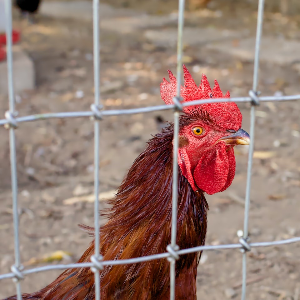 Rooster Video - obrazek 1