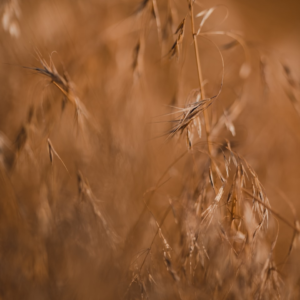 Kit Brown Kit Carrot