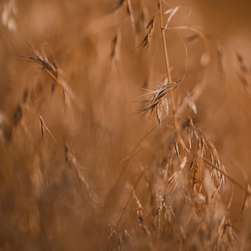 Kit Brown Kit Carrot - obrazek 1