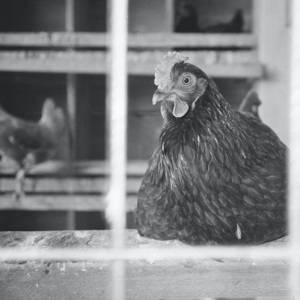 Chicken Doll - obrazek 1