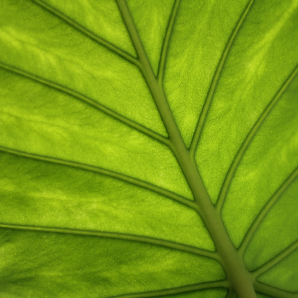 Green Red - obrazek 1