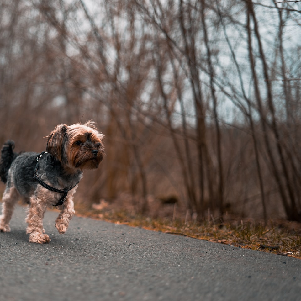 Motorola Small DVD - obrazek 1