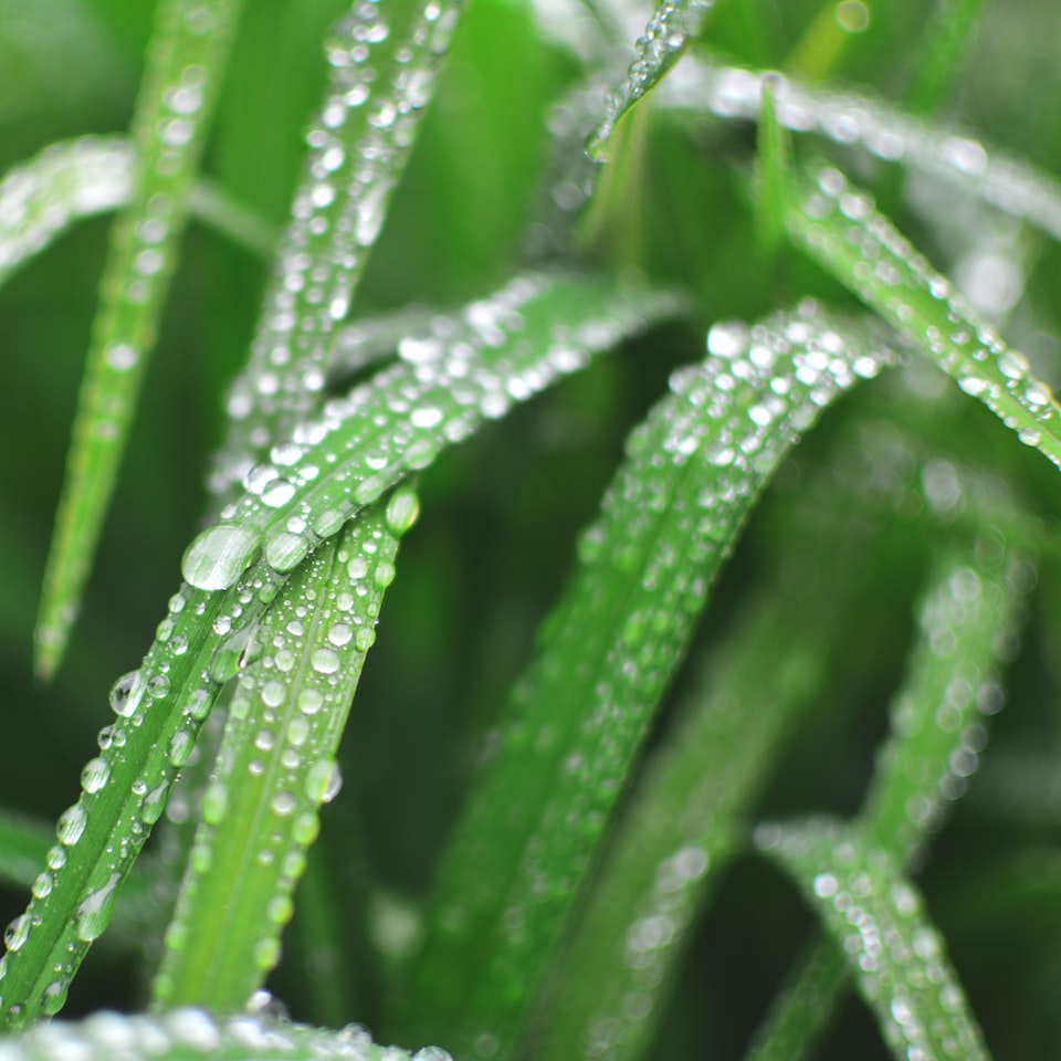 Wet Bed Cool - obrazek 1