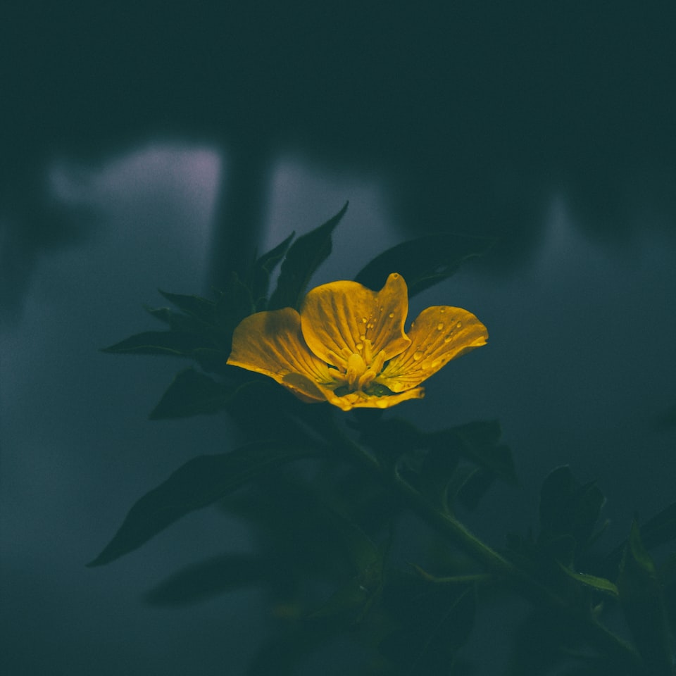 Yellow Shampoo Washer Moustache Galaxy - obrazek 1