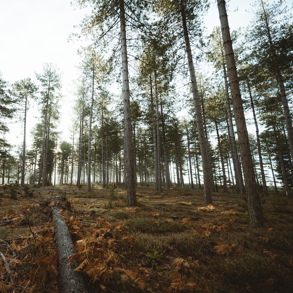 Perl Heater Wood - obrazek 1