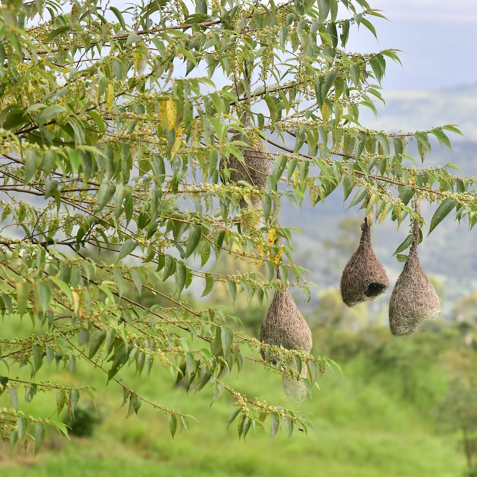 Prince Small - obrazek 1