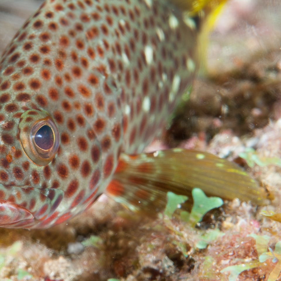 Samsung Hot Fish - obrazek 1