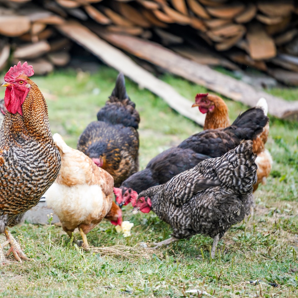 Internet Chicken - obrazek 1