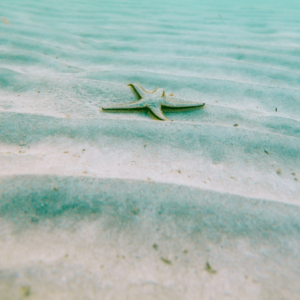 Brass Water Apple CD