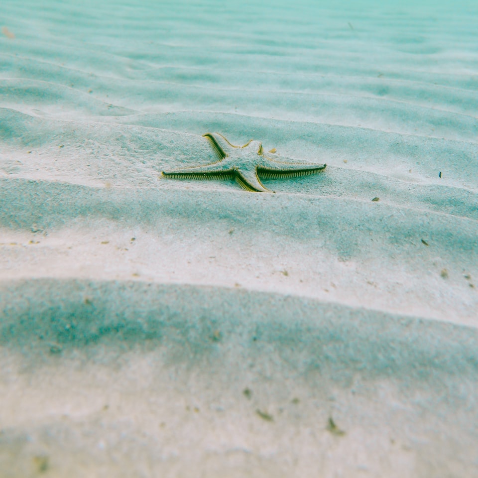 Brass Water Apple CD - obrazek 1