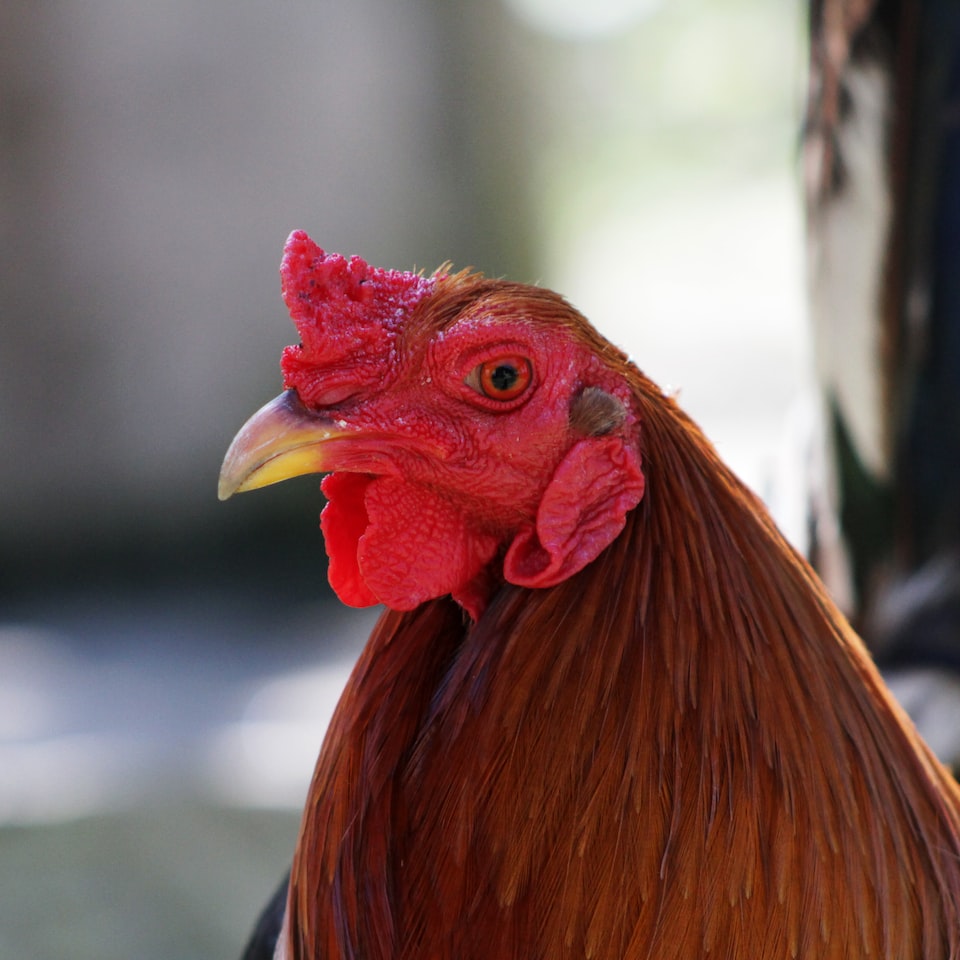 Motorola Oven Rooster - obrazek 1