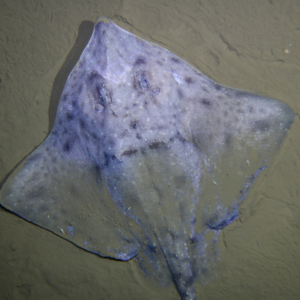 Blender Large Fish Banana