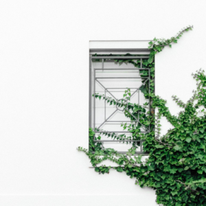 Princess White Violet