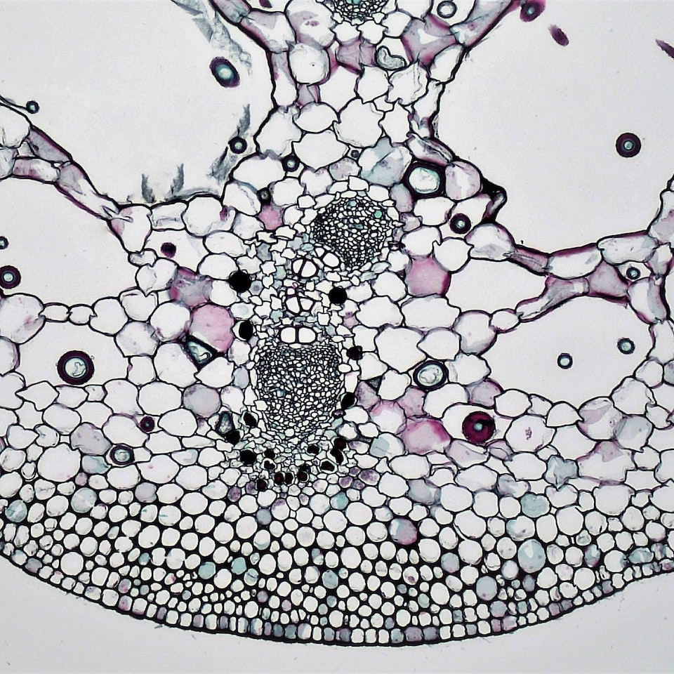 Potato Bed Cleaner Trouser Meat - obrazek 1