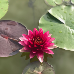 Refrigerator Lime Lotion Microwave