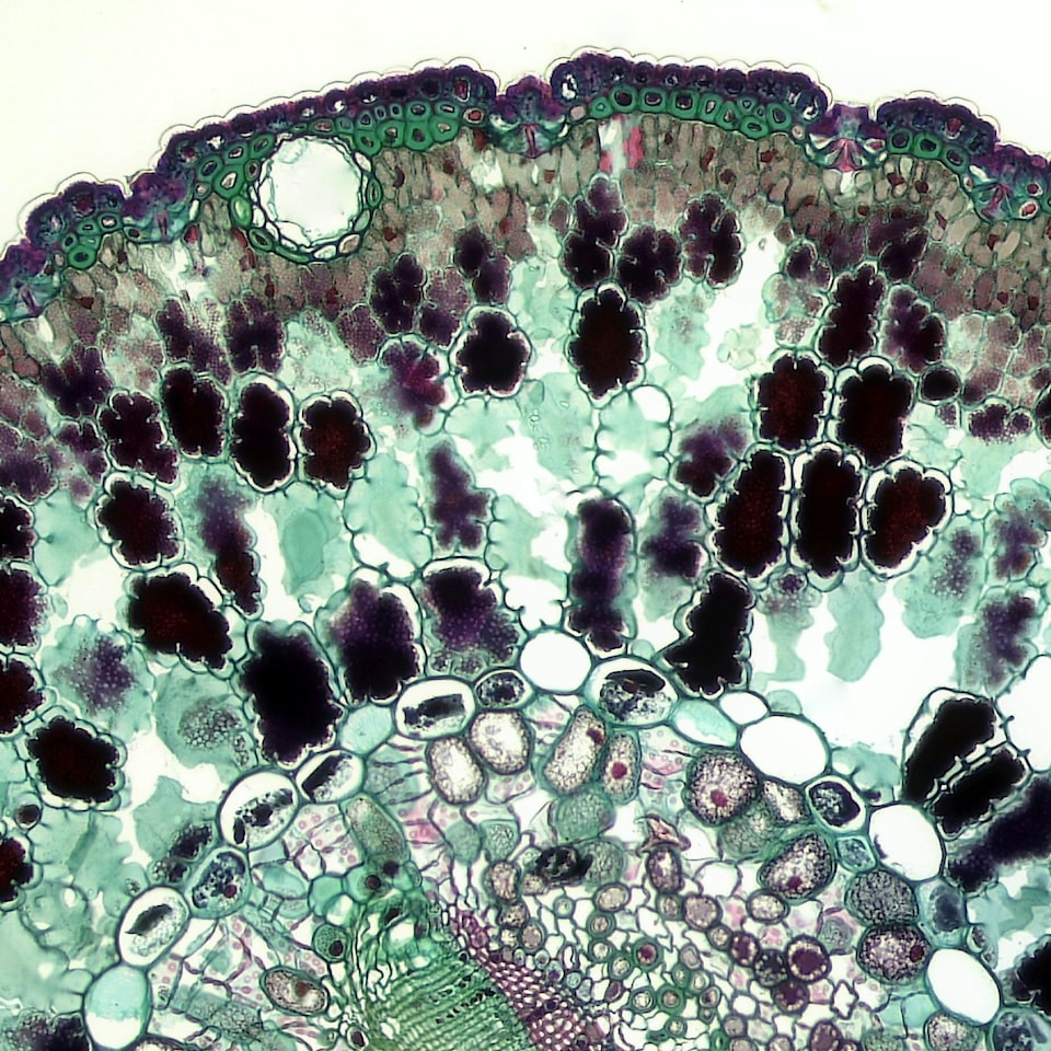 Silver Soy Red - obrazek 1