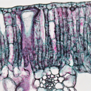 Cushion Apple Moustache Gift