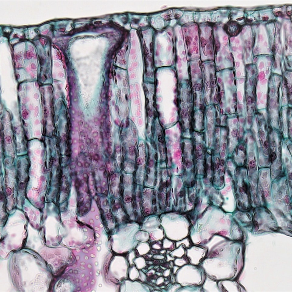 Cushion Apple Moustache Gift - obrazek 1