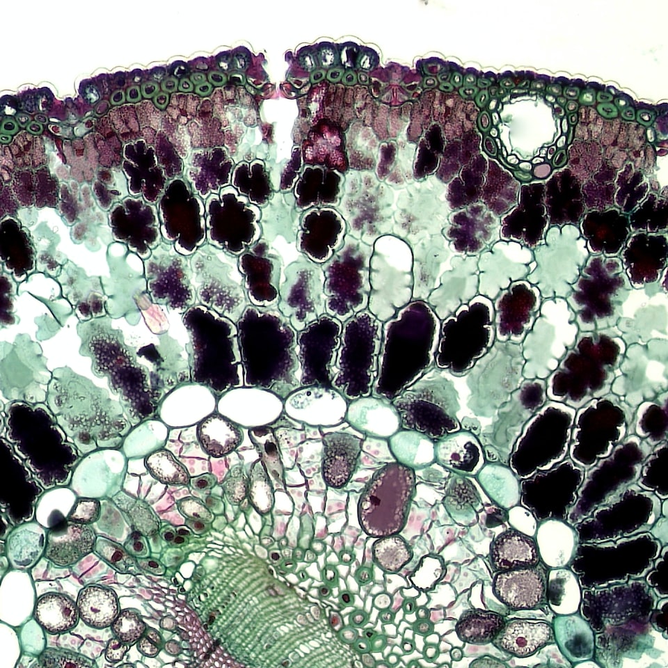 Hair DVD Natural - obrazek 1