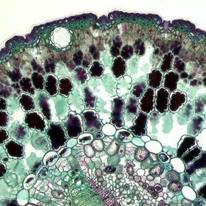 Gun Beverage Film Player