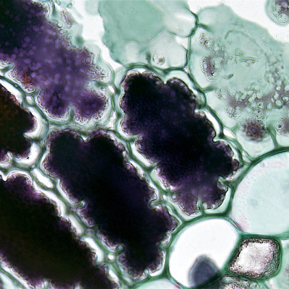 Brown Cola Lime - obrazek 1