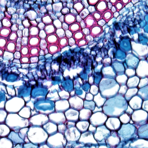 Egg Prince Small Toy