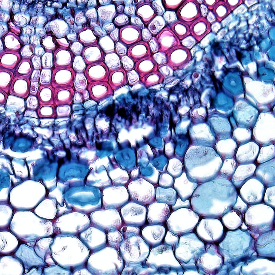 Egg Prince Small Toy - obrazek 1