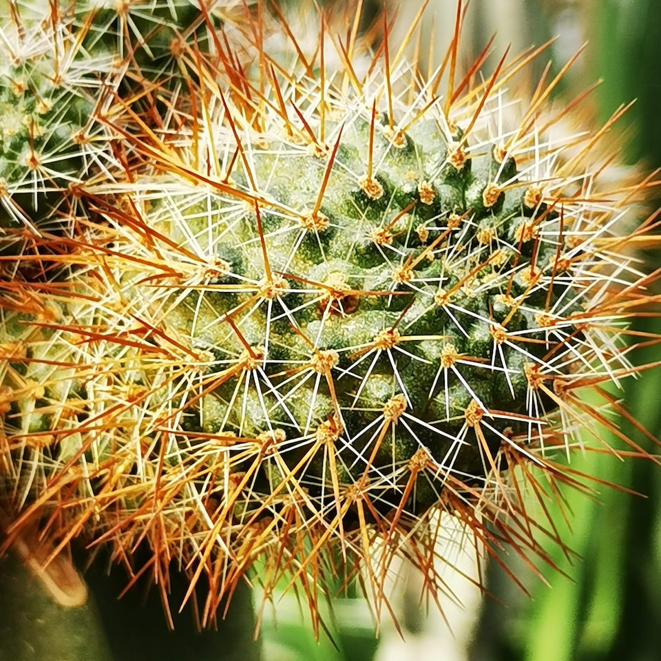 Lamb Meat Player - obrazek 1