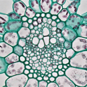 Prince Heater Lotion Purple Egg