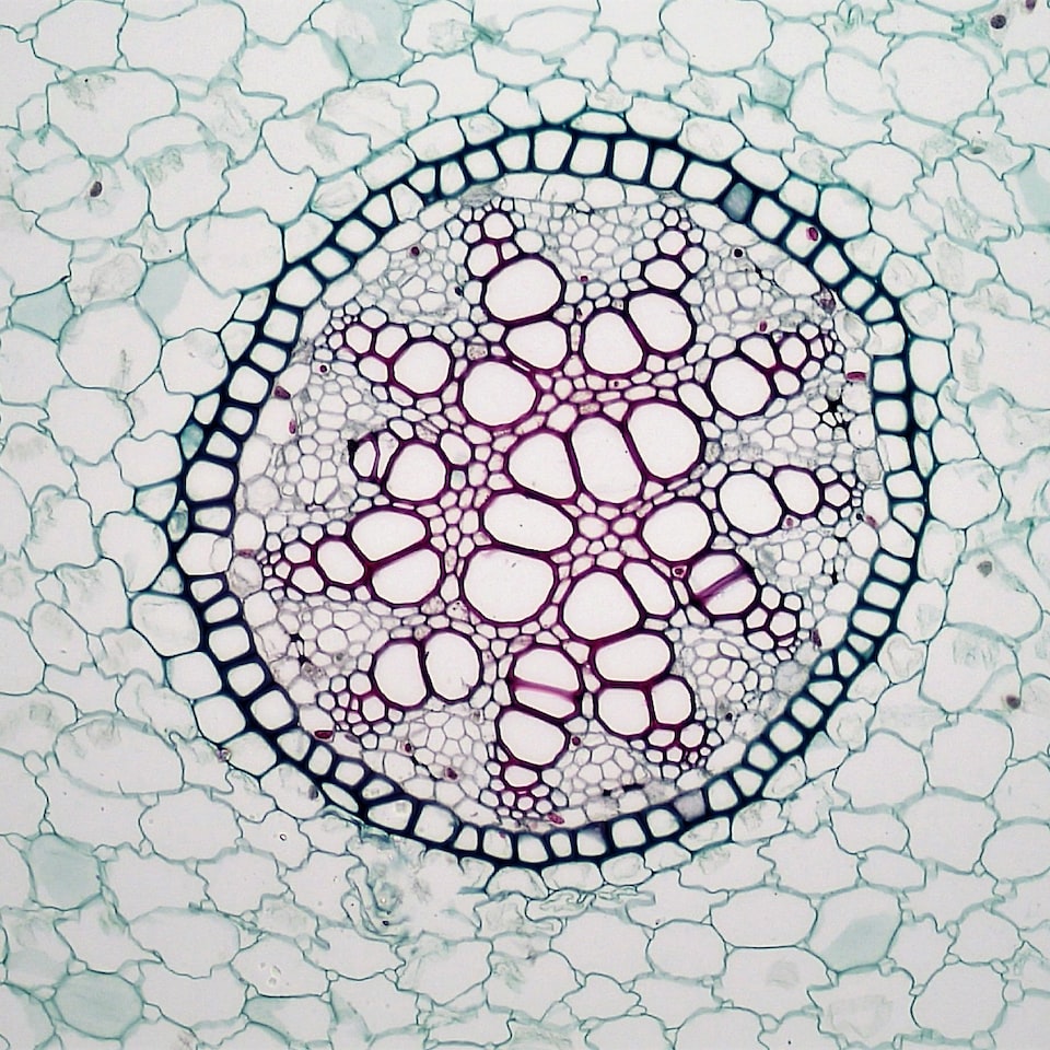 Green Fish Galaxy Washer - obrazek 1